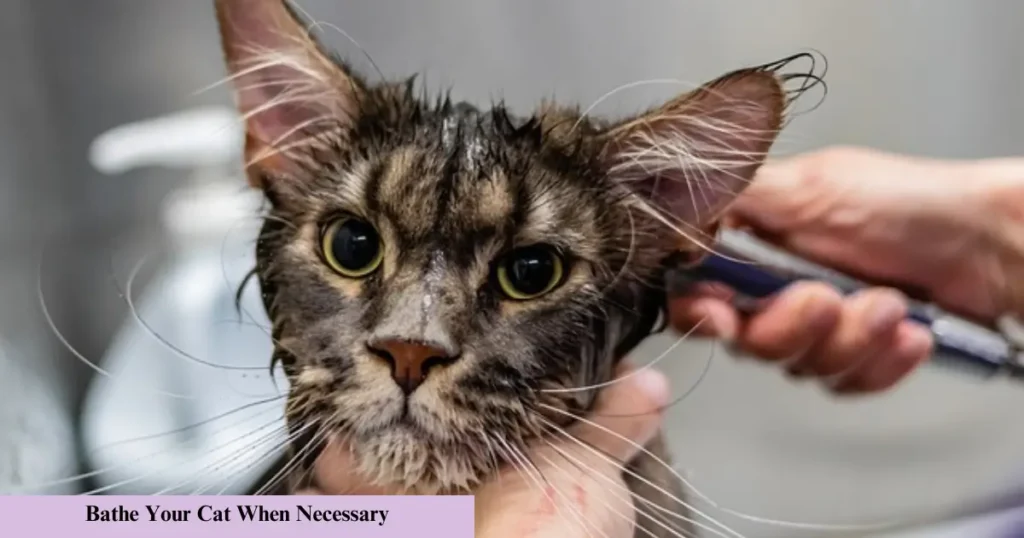 How to Groom Your Cat at Home Easily and Safely - Fixpire