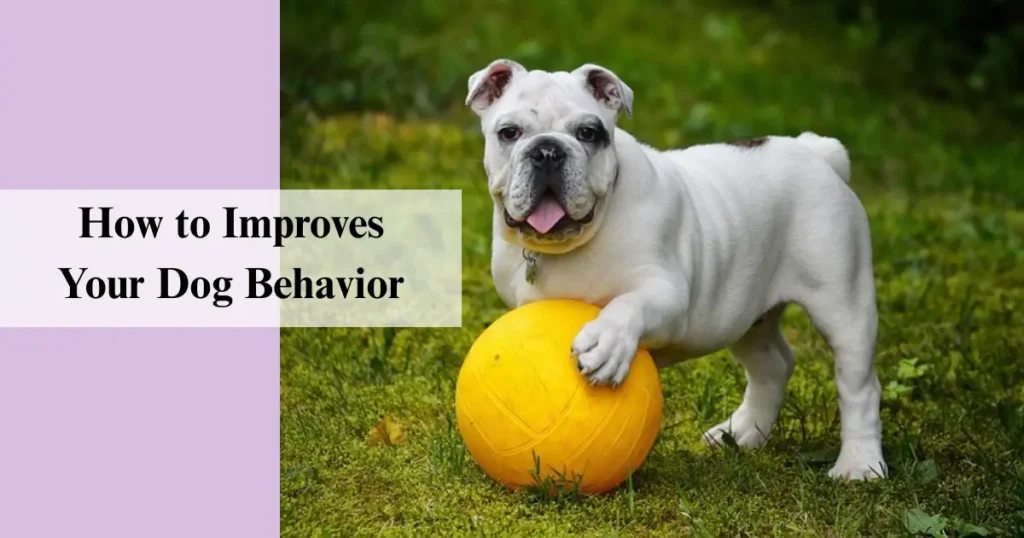 Verbal and Physical Praise in Dog Training - Fixpire