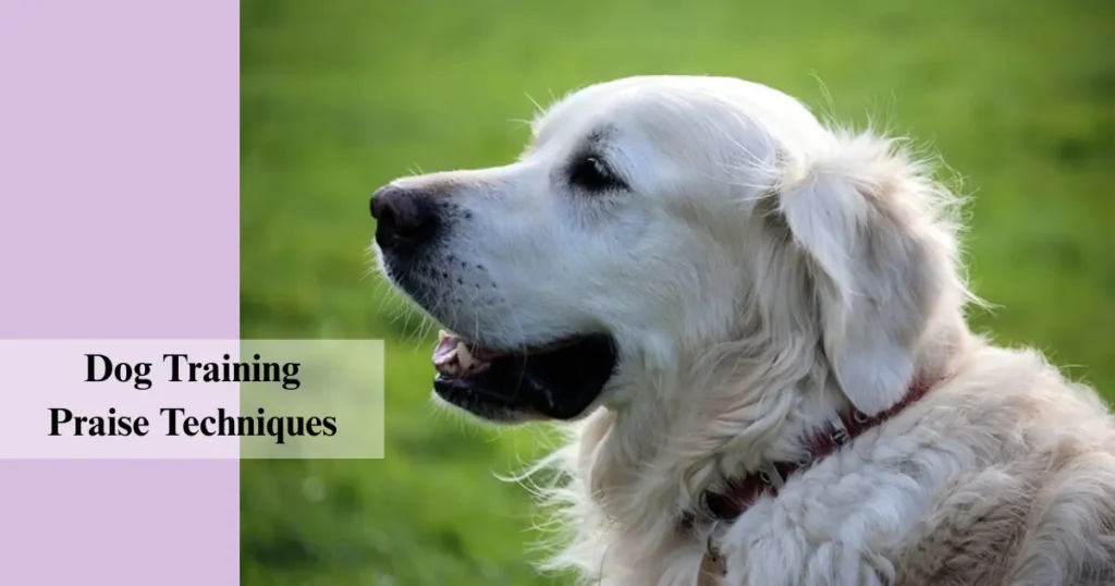 Verbal and Physical Praise in Dog Training - Fixpire